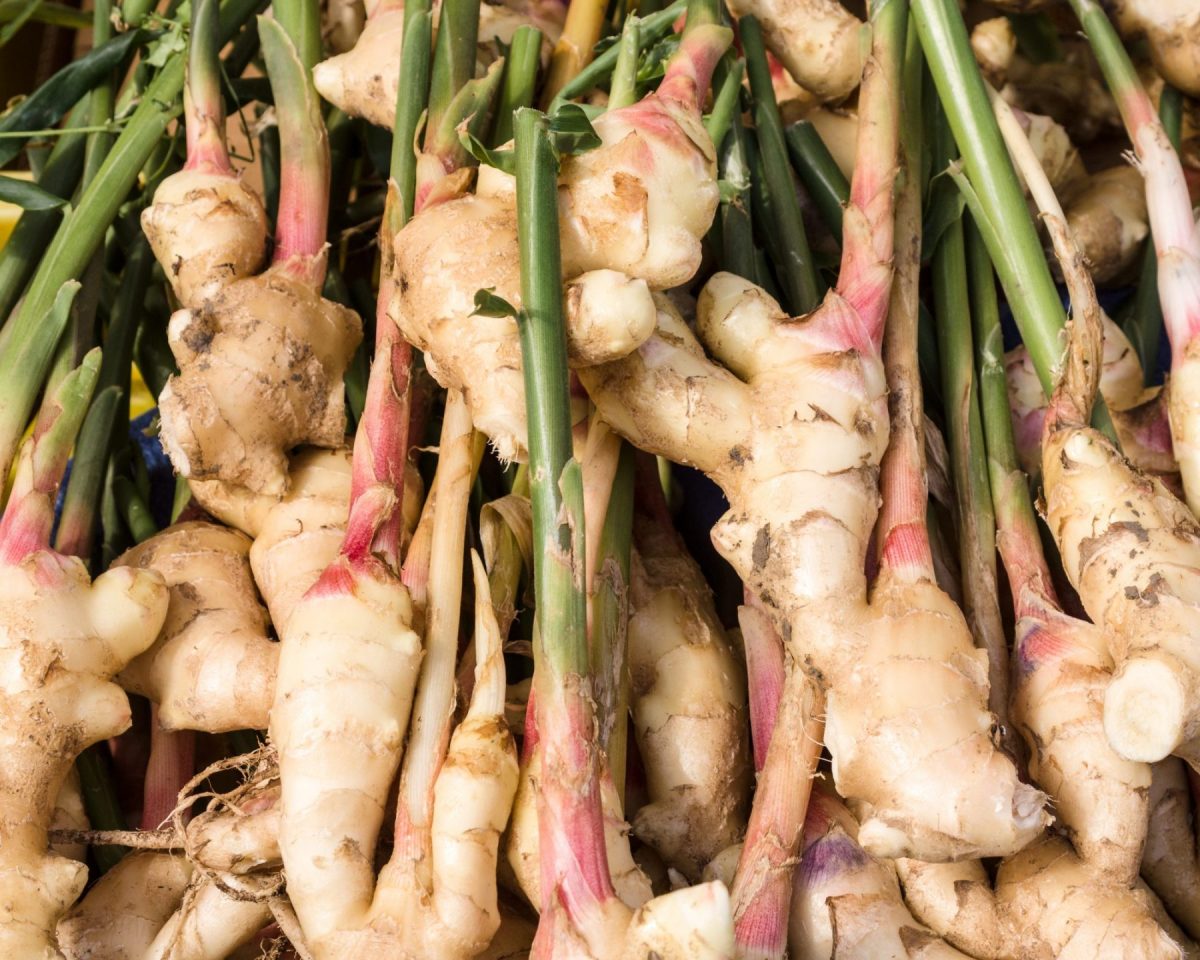 Ginger-roots-plant-1200x960-1.jpg