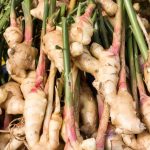 Ginger-roots-plant-1200x960-1.jpg